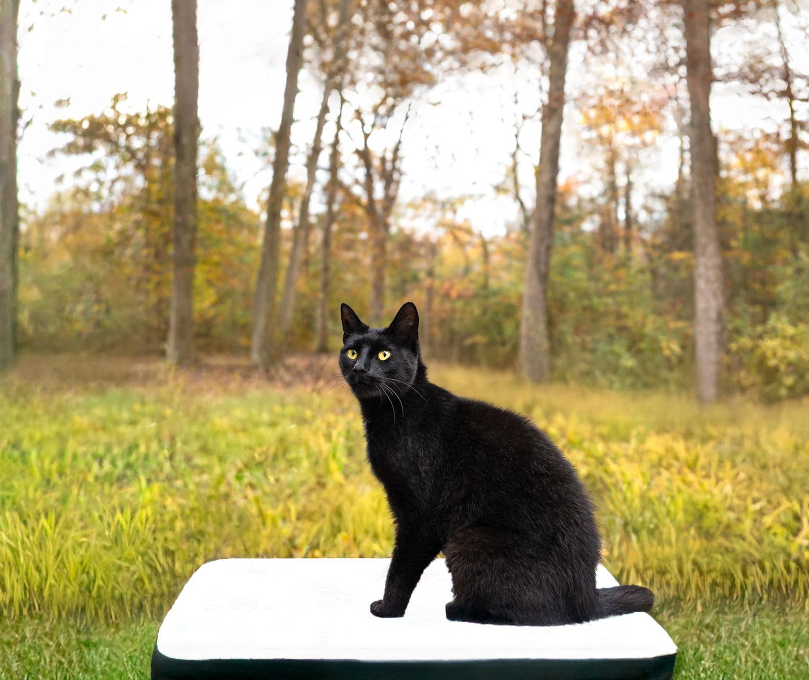 Enlarge Seneca, a Adoptable American Shorthair in Coatesville, PA image 2/3