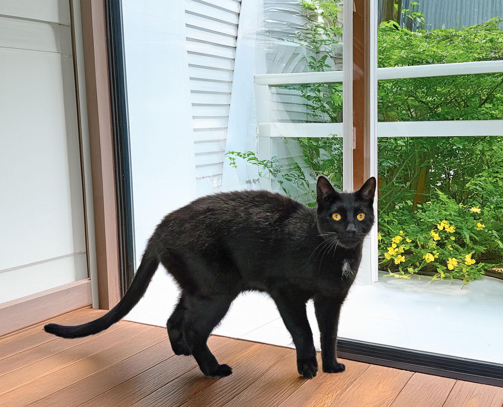 Enlarge Seneca, a Adoptable American Shorthair in Coatesville, PA image 3/3