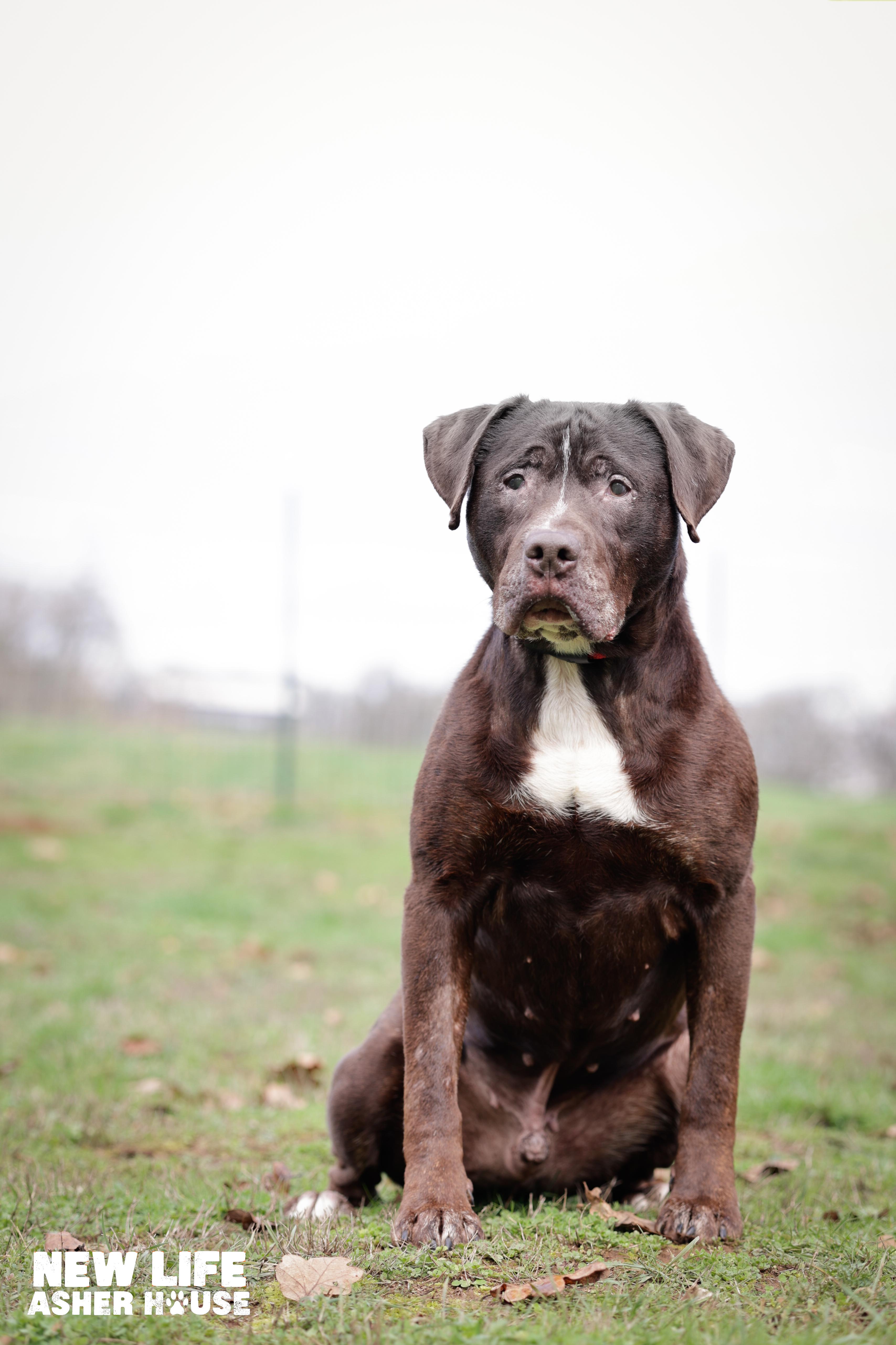 Lake, Adoptable, Adult Male Chocolate Labrador Retriever.