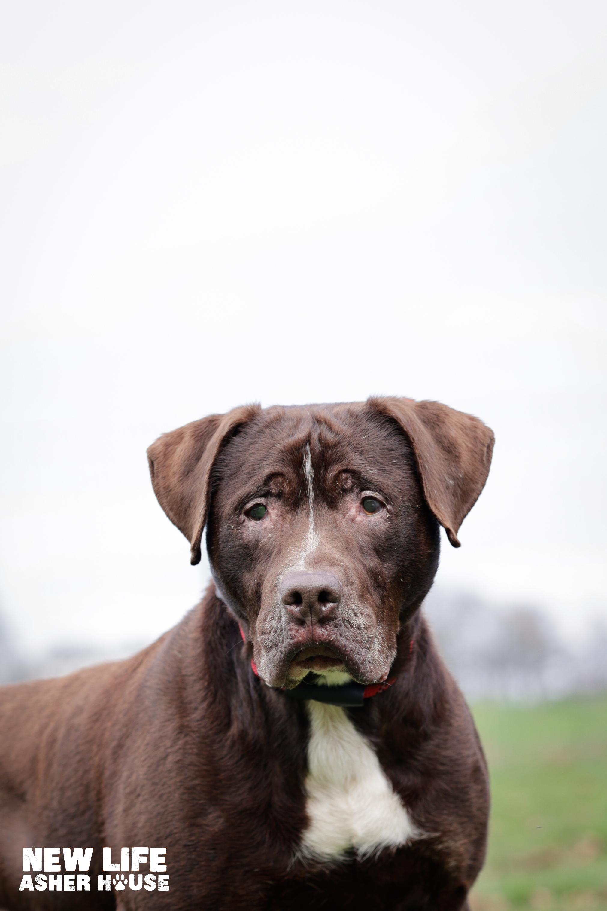 Enlarge Lake, a Adoptable mixed breed in Portland, OR image 2/5