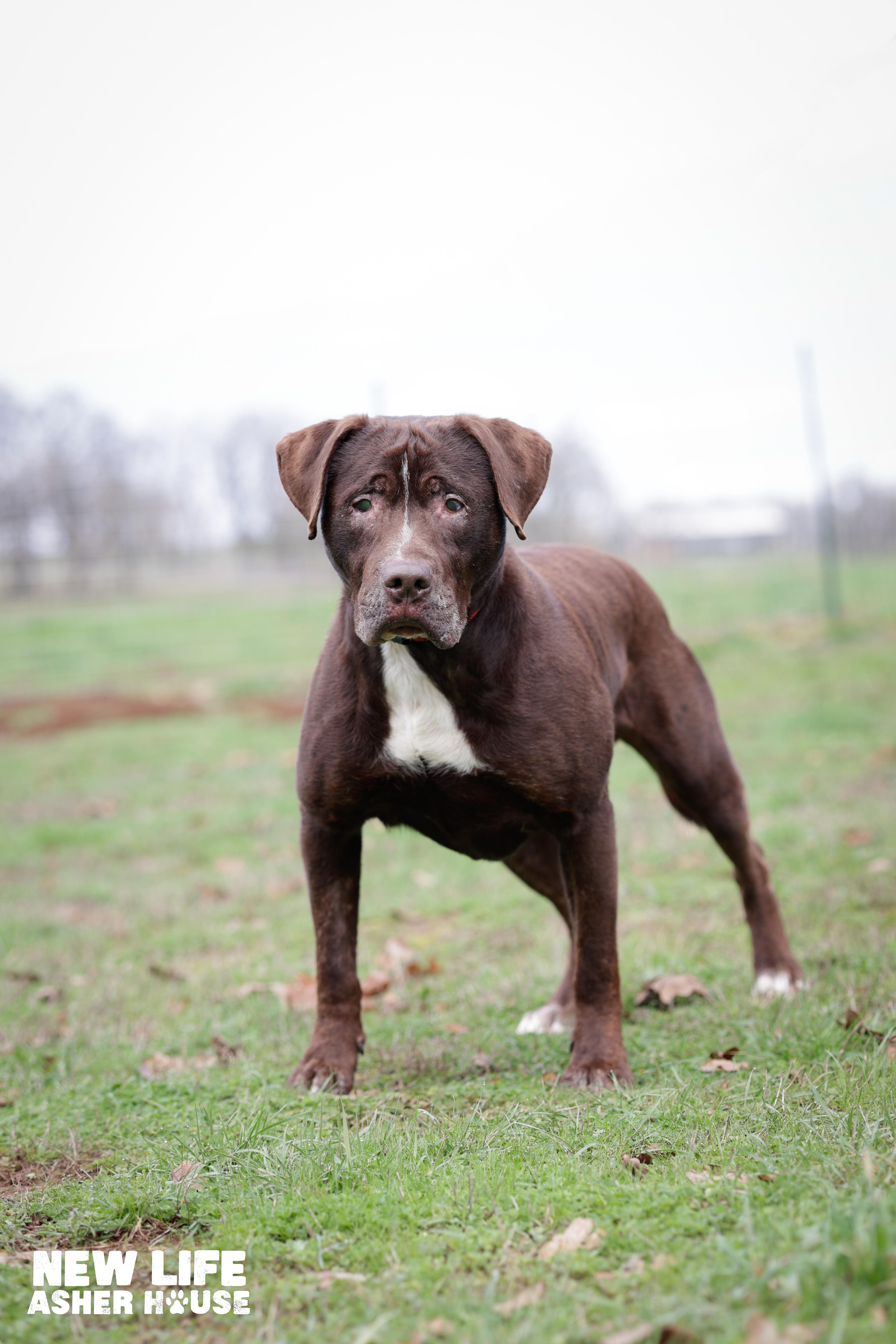 Enlarge Lake, a Adoptable mixed breed in Portland, OR image 4/5