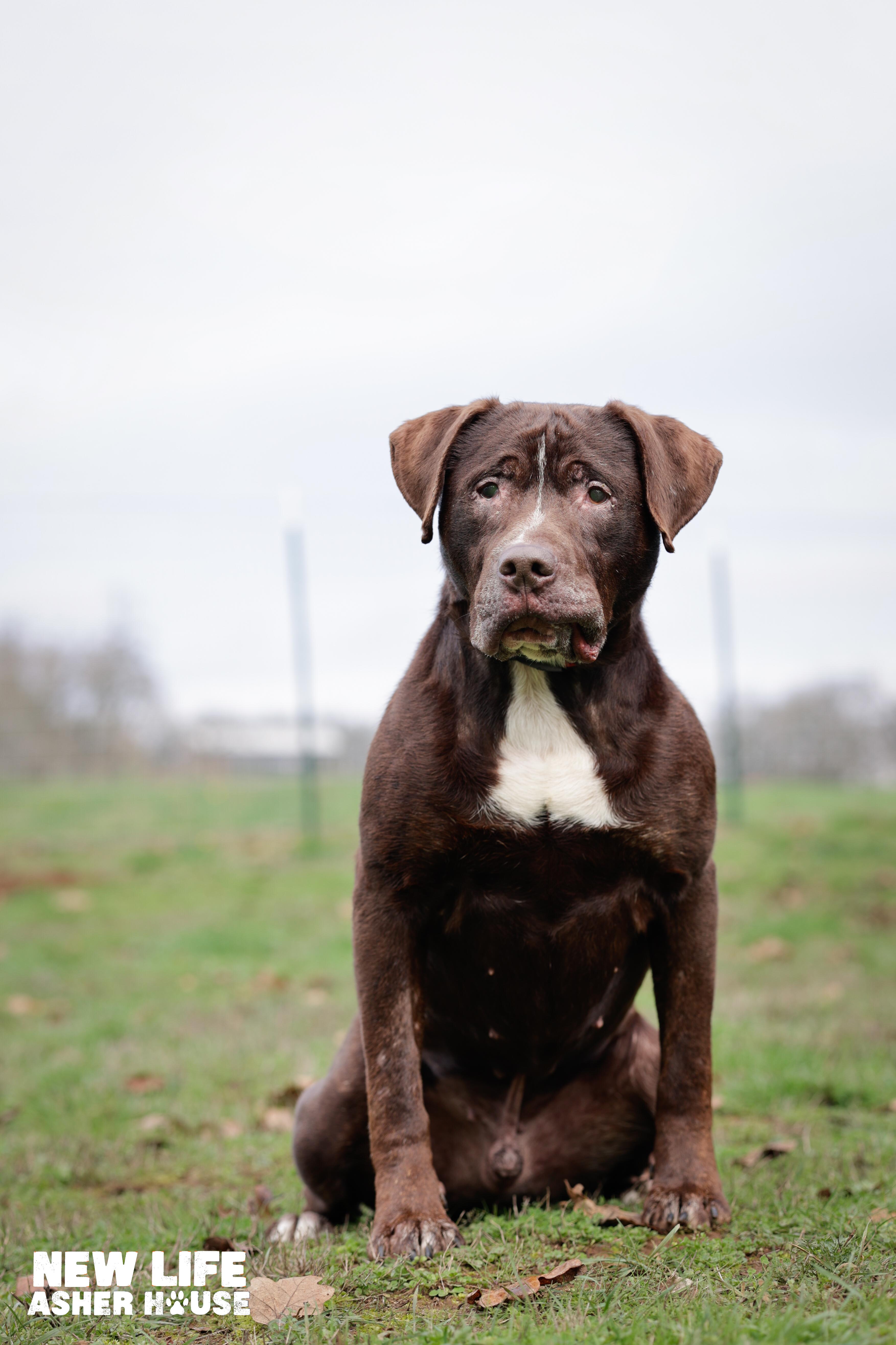 Enlarge Lake, a Adoptable mixed breed in Portland, OR image 5/5