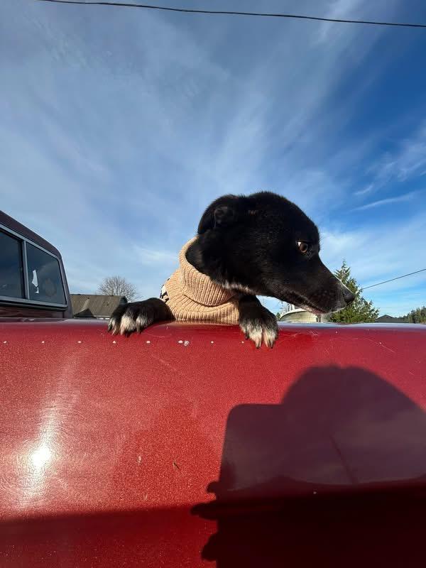 Enlarge Bingo, a ADOPTABLE mixed breed in Shelton, WA image 3/3