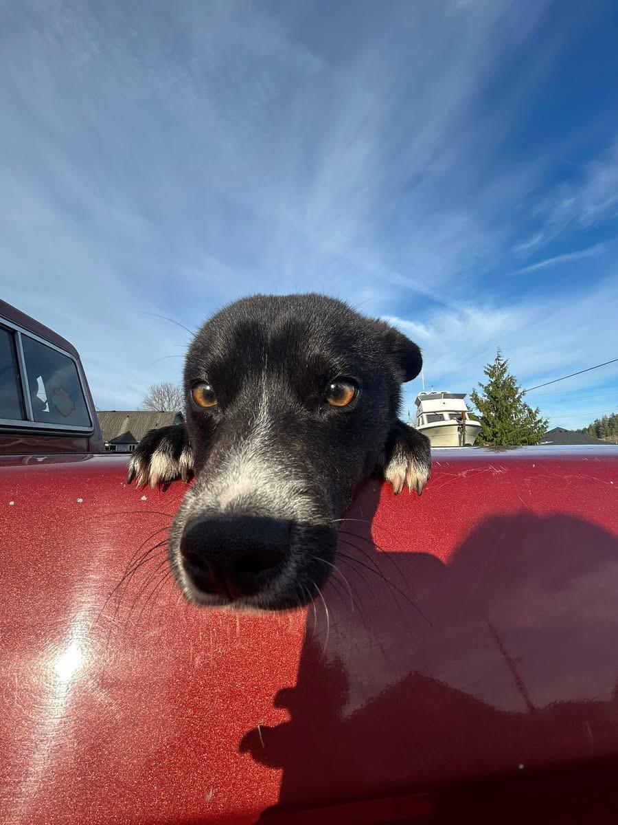 Enlarge Bingo, a ADOPTABLE mixed breed in Shelton, WA image 1/3