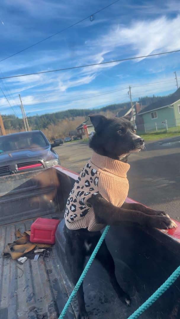 Enlarge Bingo, a ADOPTABLE mixed breed in Shelton, WA image 2/3