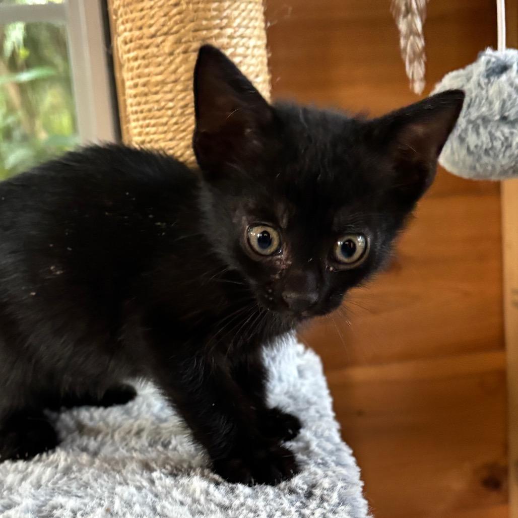 Oreo, a Adoptable Domestic Short Hair in Jupiter, FL image 1/6