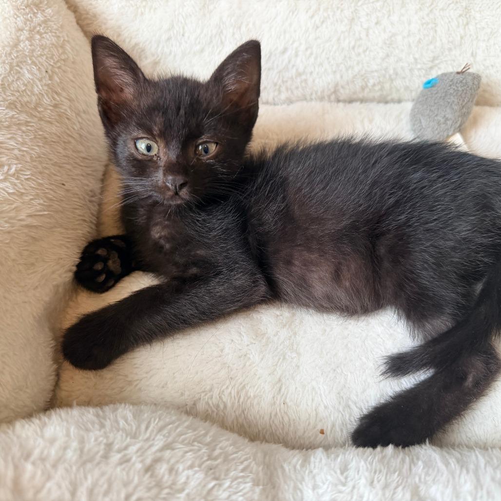 Oreo, a Adoptable Domestic Short Hair in Jupiter, FL image 2/6