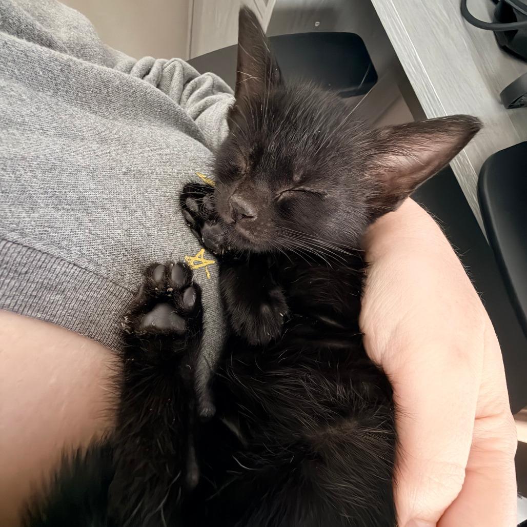 Oreo, a Adoptable Domestic Short Hair in Jupiter, FL image 3/6