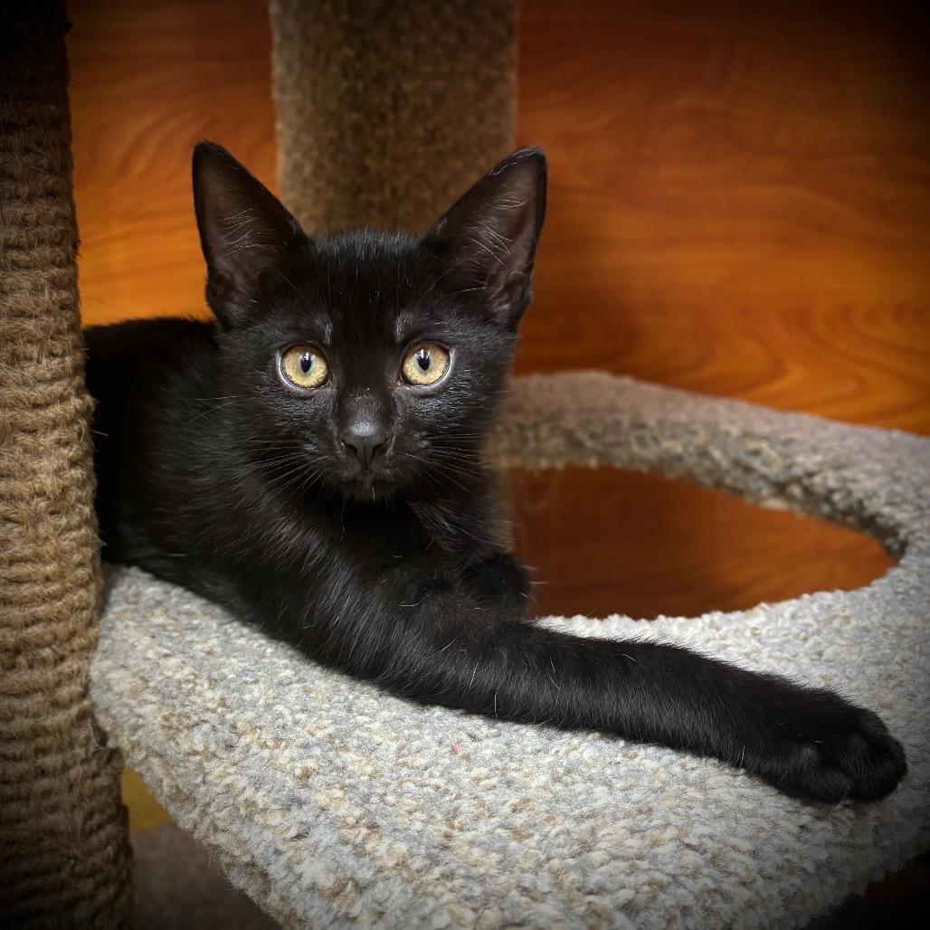 Enlarge Oreo, a Adoptable Domestic Short Hair in Jupiter, FL image 4/6