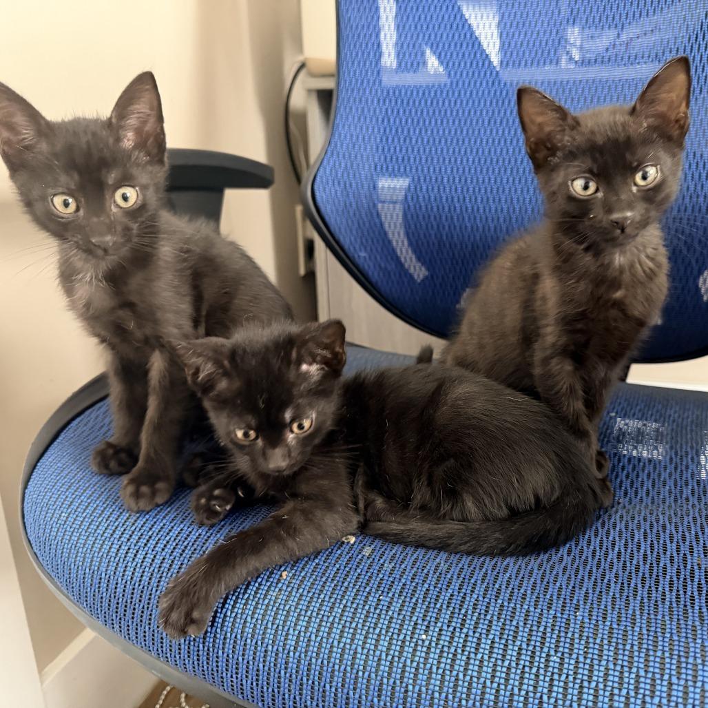 Oreo, a Adoptable Domestic Short Hair in Jupiter, FL image 5/6