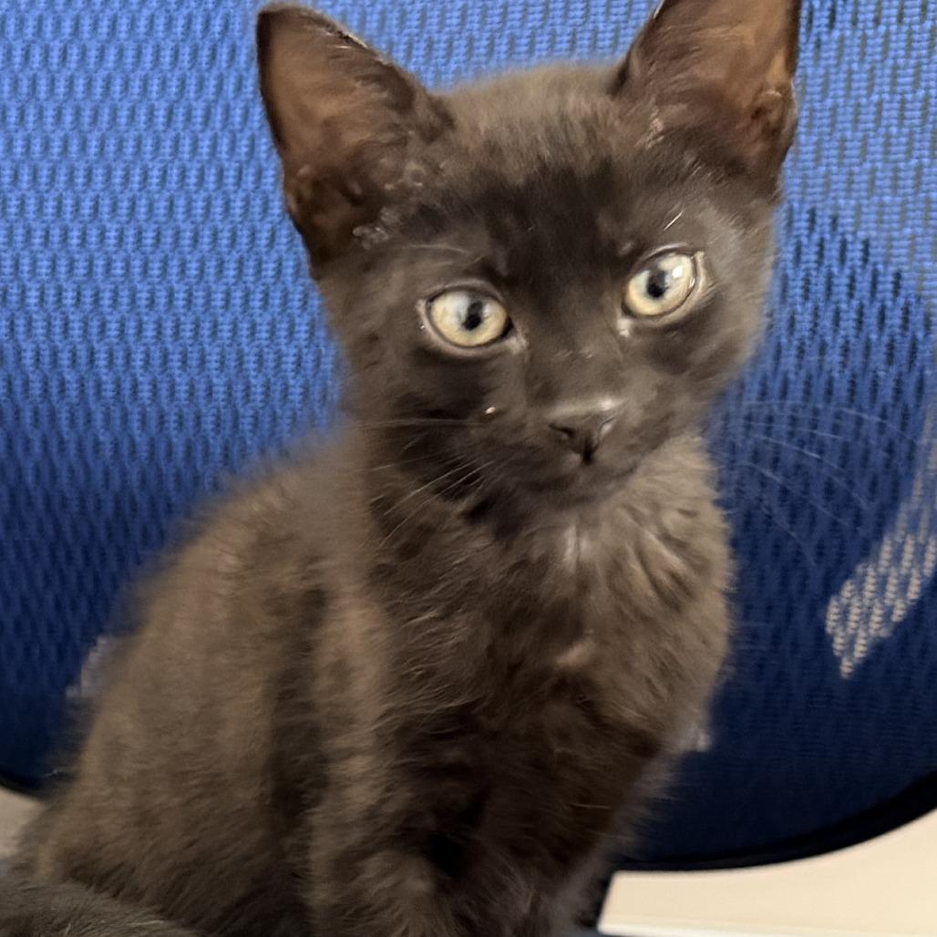 Oreo, a Adoptable Domestic Short Hair in Jupiter, FL image 6/6