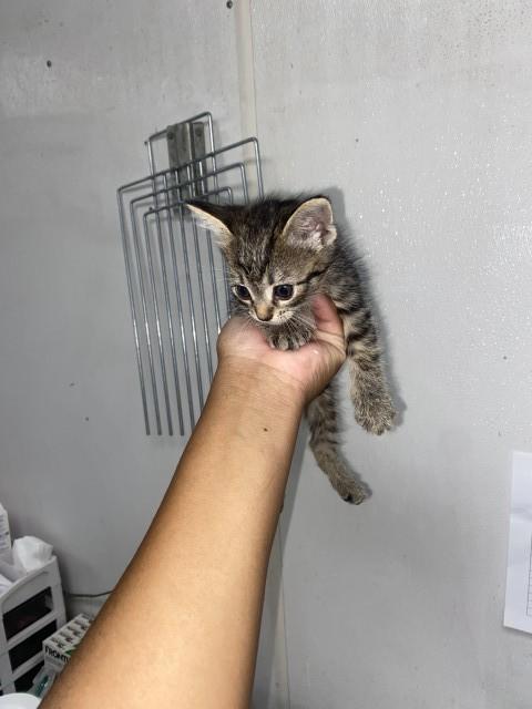 Enlarge CLOUD, a Adoptable Domestic Short Hair in San Bernardino, CA image 1/1