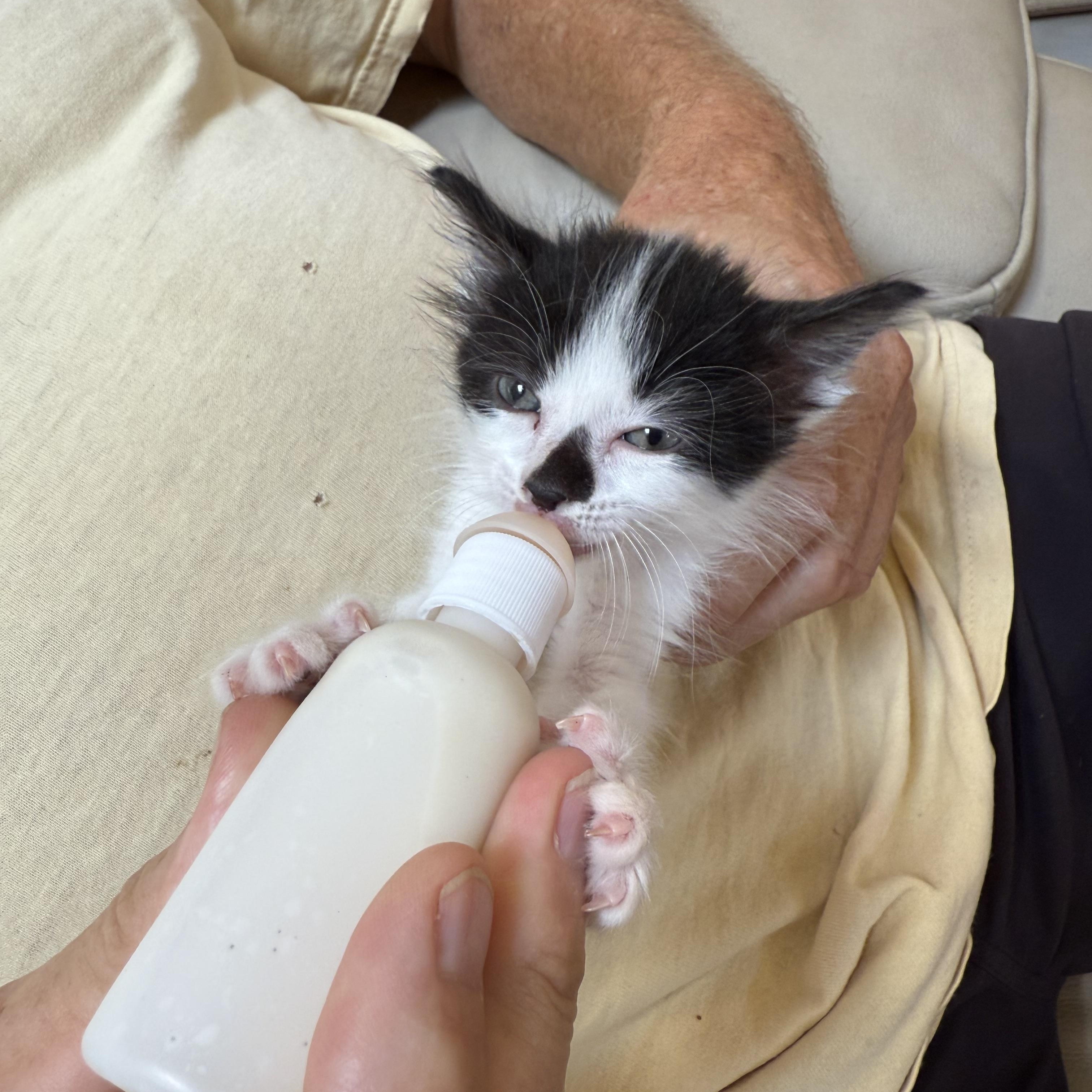 Yogi ~ PENDING ADOPTION! photo 2