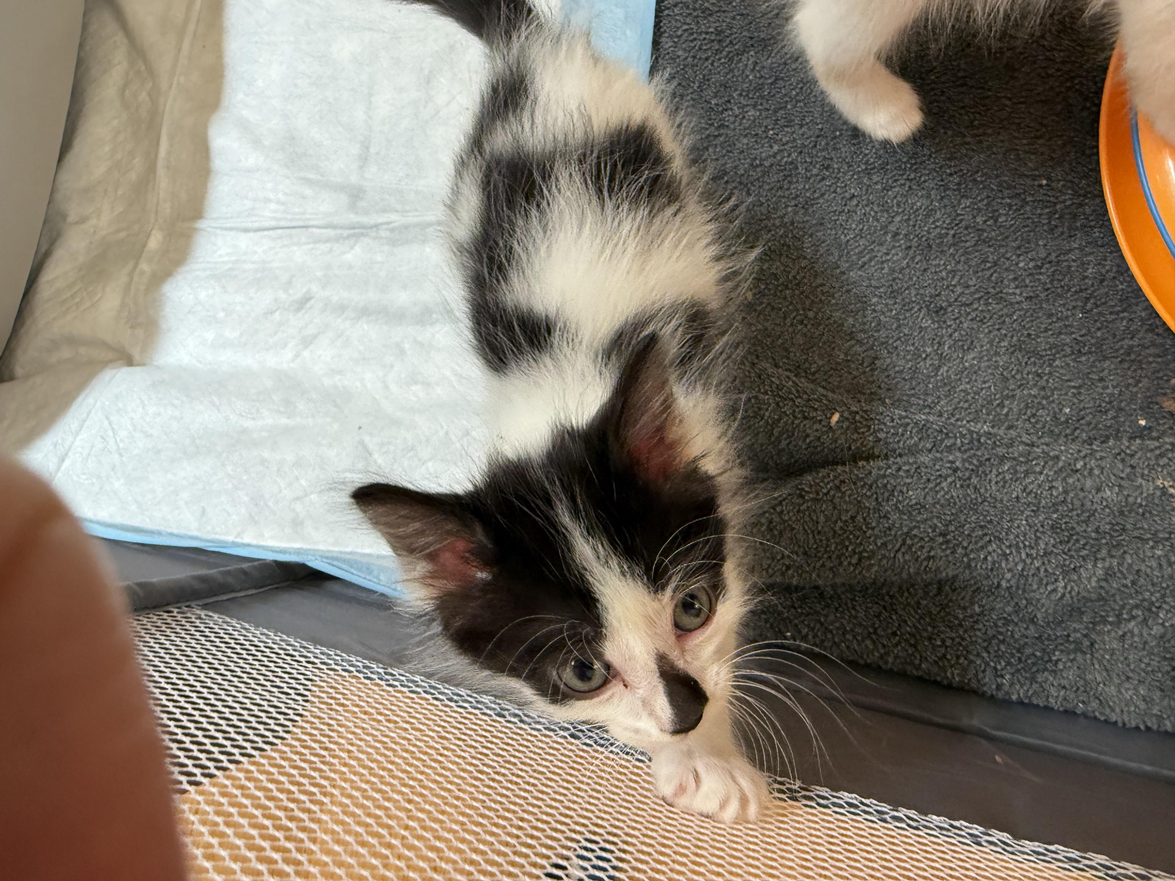 Yogi ~ PENDING ADOPTION! photo 3