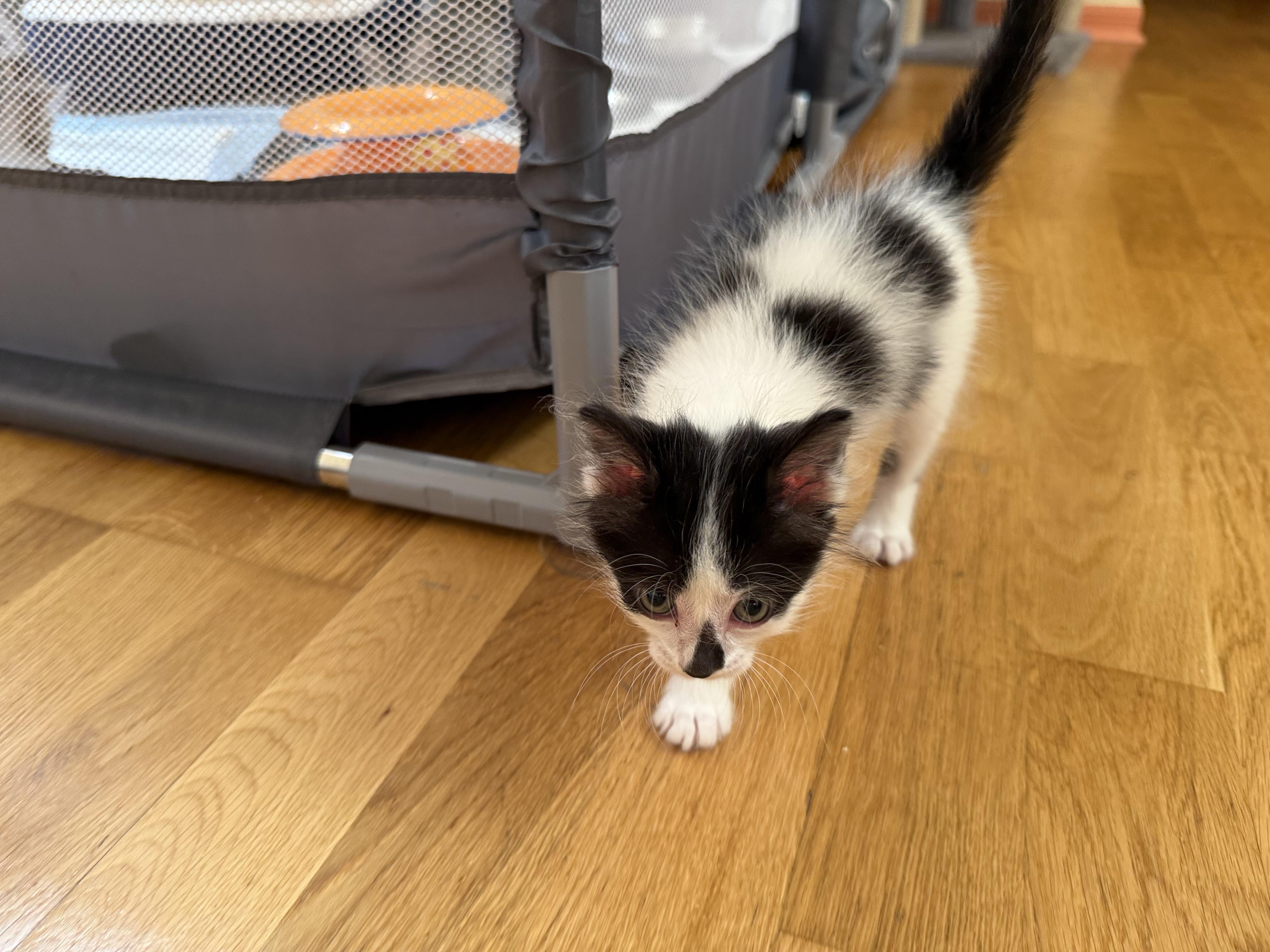 Yogi ~ PENDING ADOPTION!, Baby Male Domestic Long Hair