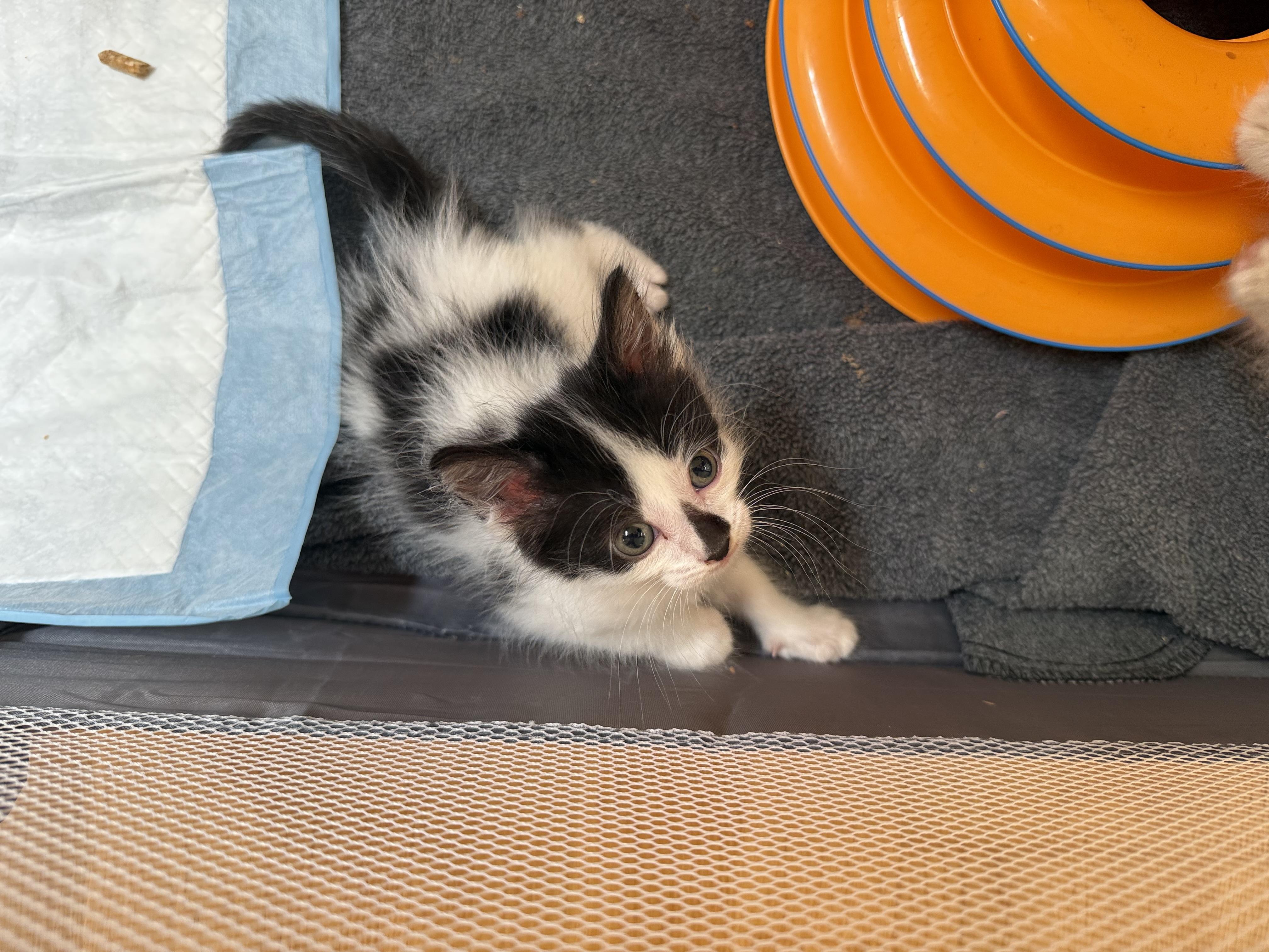 Yogi ~ PENDING ADOPTION! photo 6