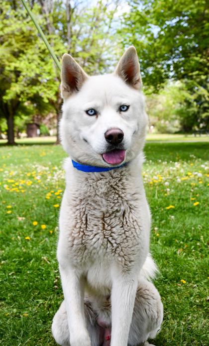 Rogue, Adoptable, Adult Male Siberian Husky & Mixed Breed.
