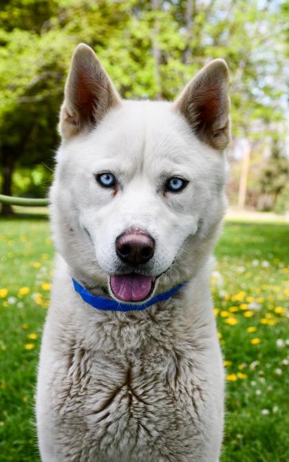 Enlarge Rogue, a Adoptable mixed breed in Yakima, WA image 2/3