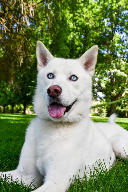 Enlarge Rogue, a Adoptable mixed breed in Yakima, WA image 1/3