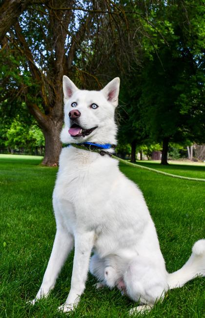 Enlarge Rogue, a Adoptable mixed breed in Yakima, WA image 2/3