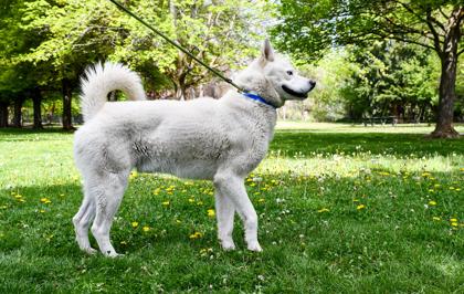 Enlarge Rogue, a Adoptable mixed breed in Yakima, WA image 3/3