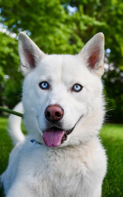 Enlarge Rogue, a Adoptable mixed breed in Yakima, WA image 3/3