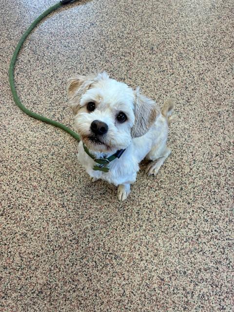 RACHEL, Adoptable, Adult Female Shih Tzu & Mixed Breed.