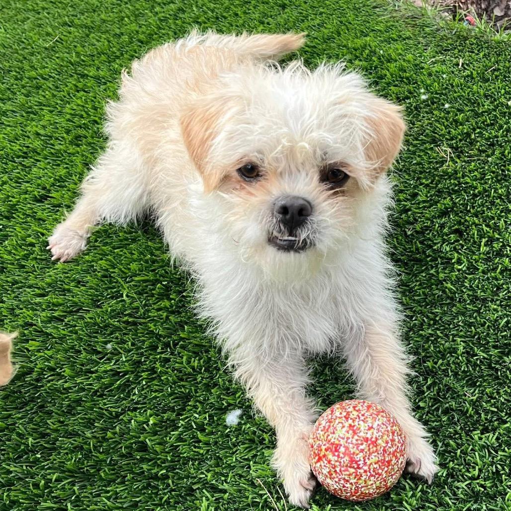 Prancer, Adoptable, Adult Male Maltese & Mixed Breed.