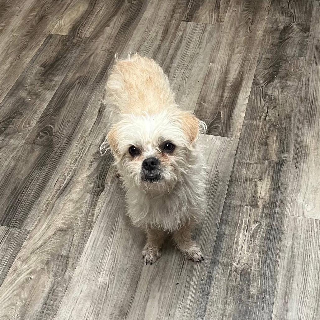 Enlarge Prancer, a Adoptable mixed breed in Las Vegas, NV image 2/3