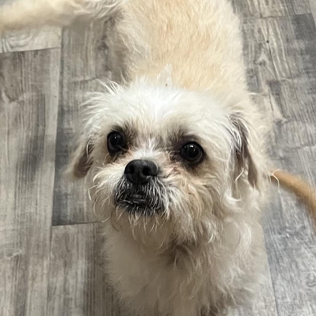 Prancer, Adoptable, Young Male Maltese.