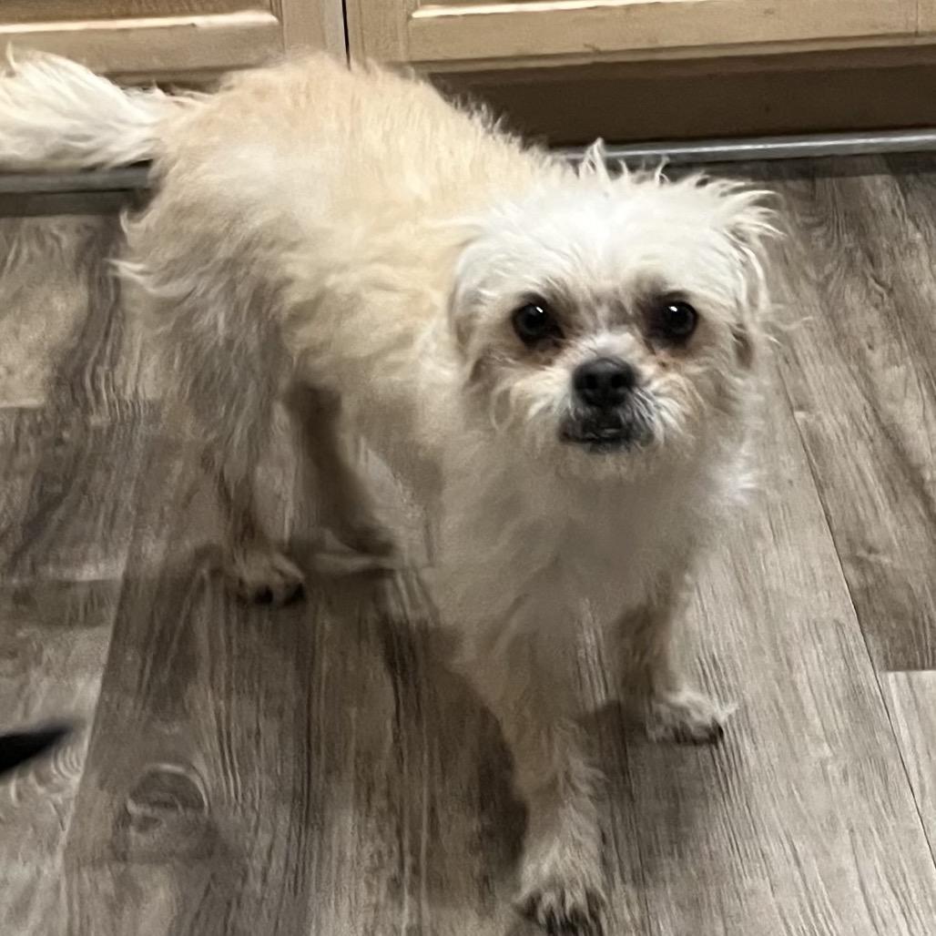 Enlarge Prancer, a Adoptable mixed breed in Las Vegas, NV image 2/2