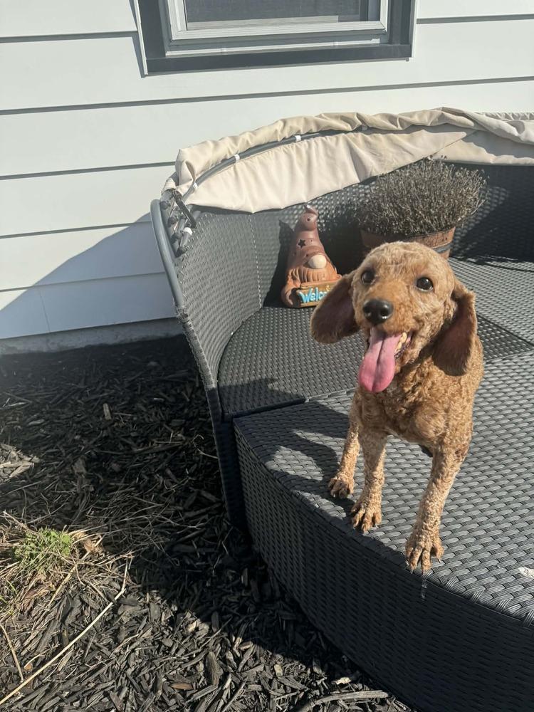 Reba, Adoptable, Adult Female Poodle.