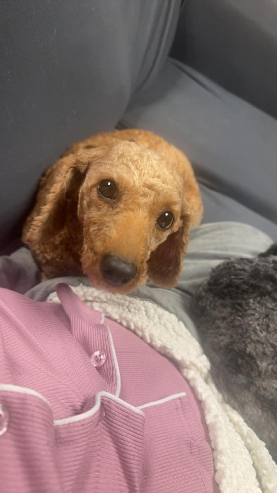 Reba, a Adoptable Poodle in Amherst, NY image 2/6