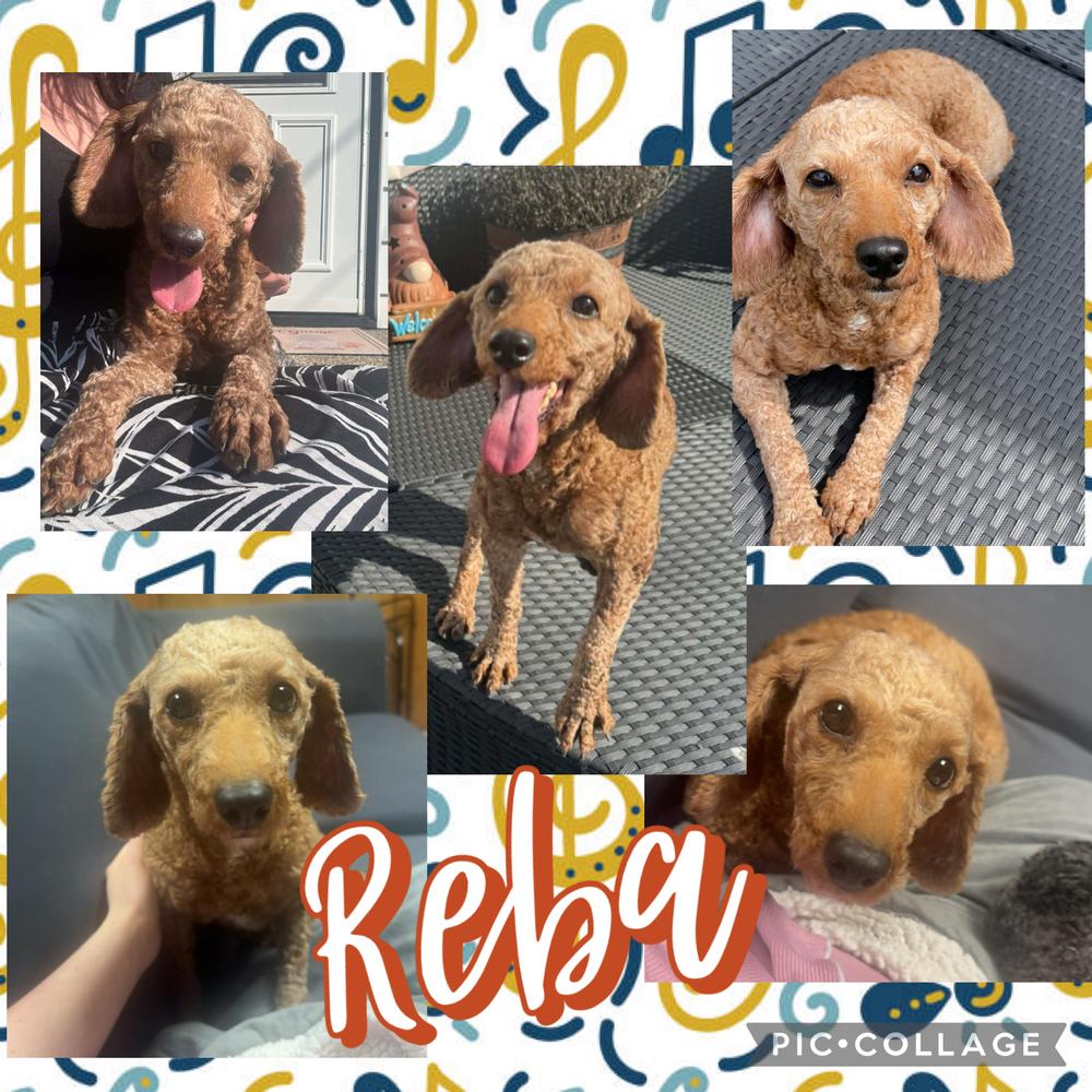 Reba, a Adoptable Poodle in Amherst, NY image 3/6