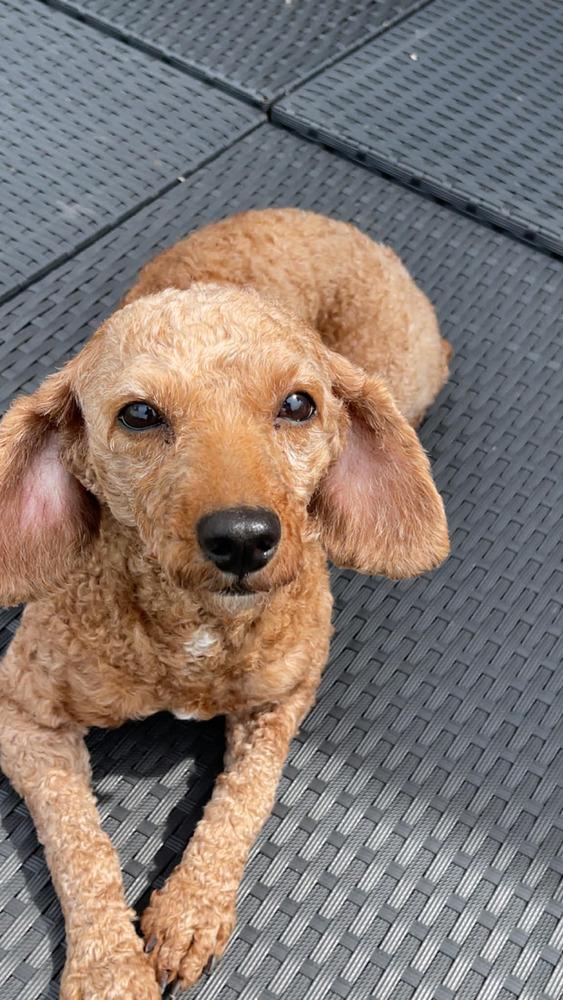 Reba, a Adoptable Poodle in Amherst, NY image 4/6