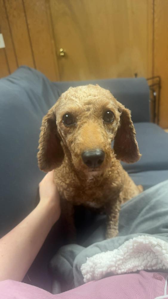 Reba, a Adoptable Poodle in Amherst, NY image 5/6