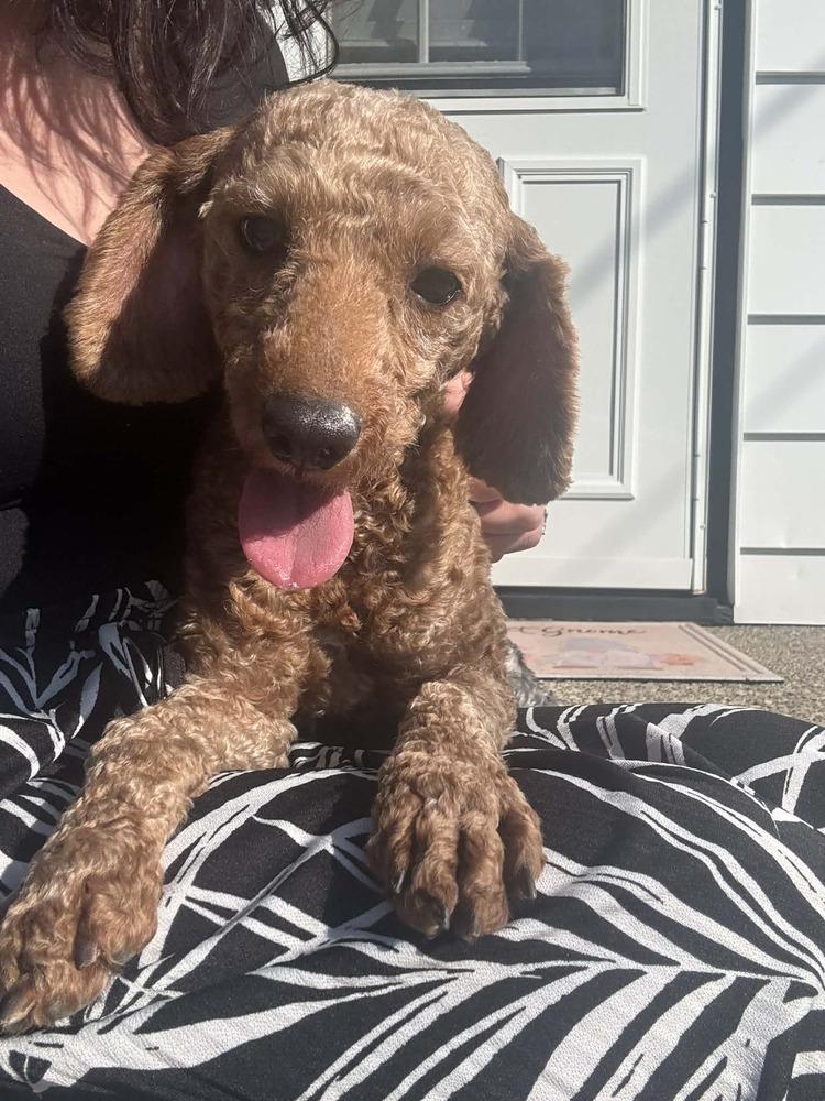 Reba, a Adoptable Poodle in Amherst, NY image 6/6