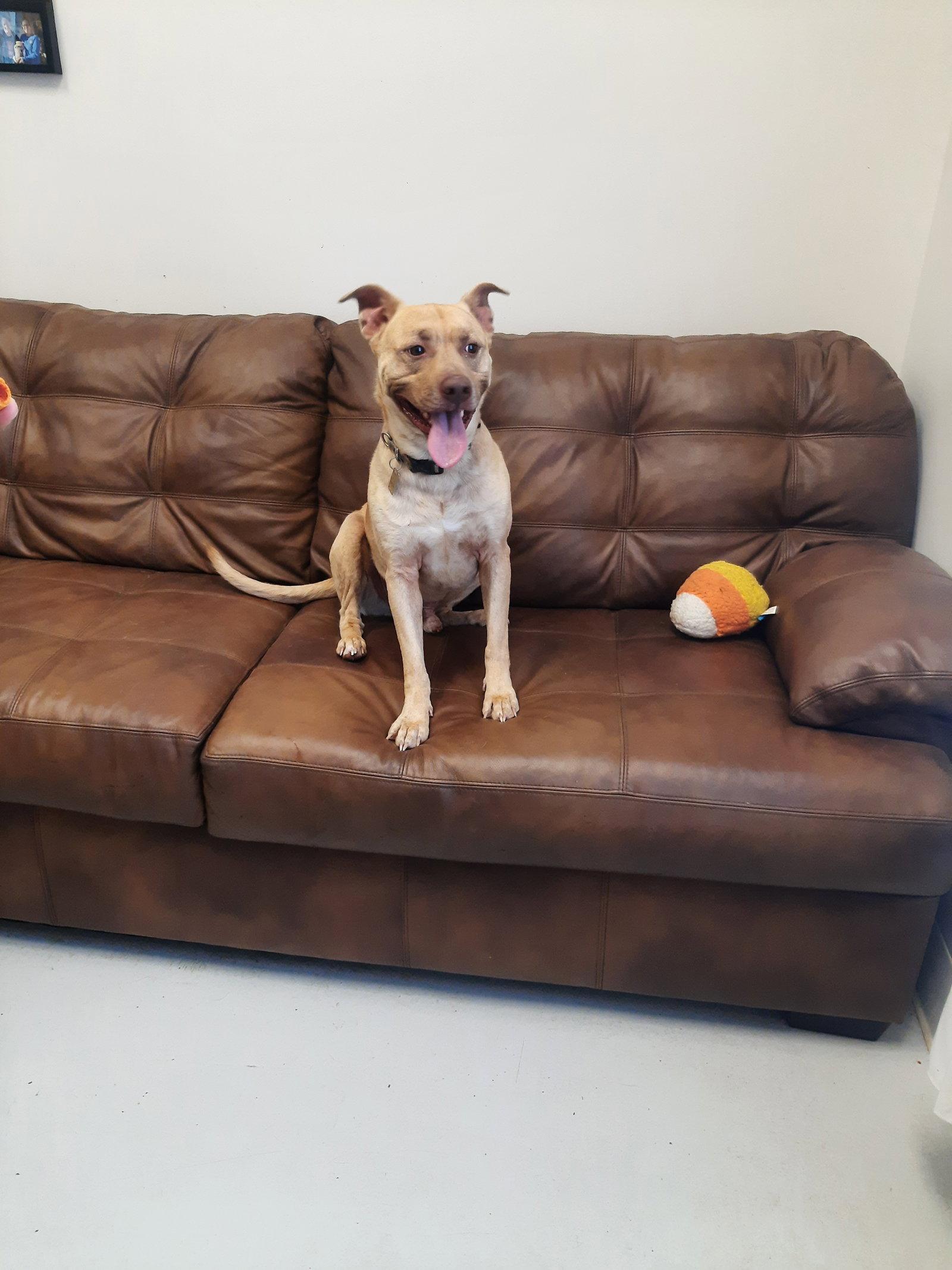 Enlarge Rumbles, a Adoptable Pit Bull Terrier in Mount Gilead, OH image 1/1