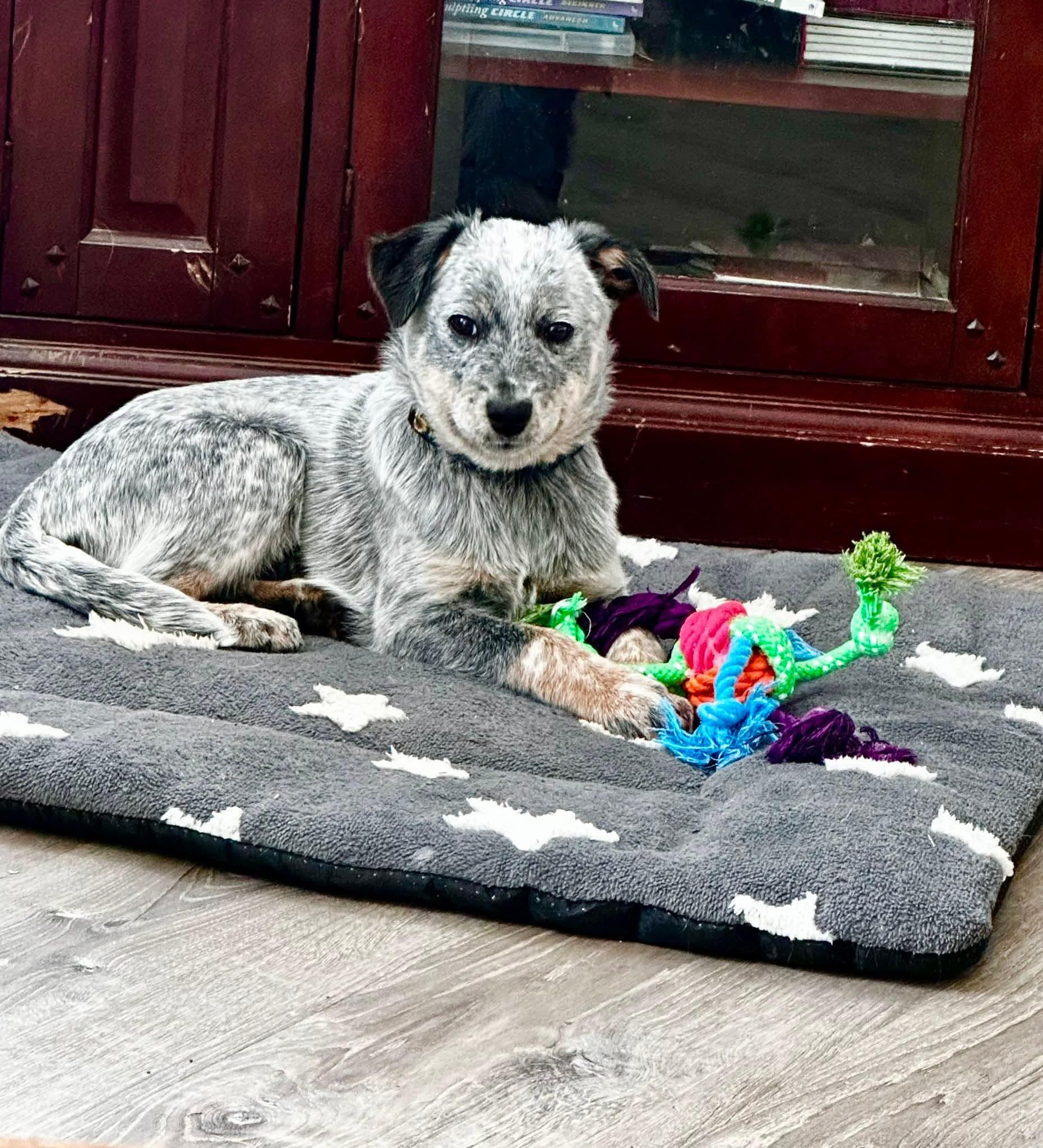 Enlarge Izzy, an adopted Australian Cattle Dog / Blue Heeler in Salamanca, NY image 1/2