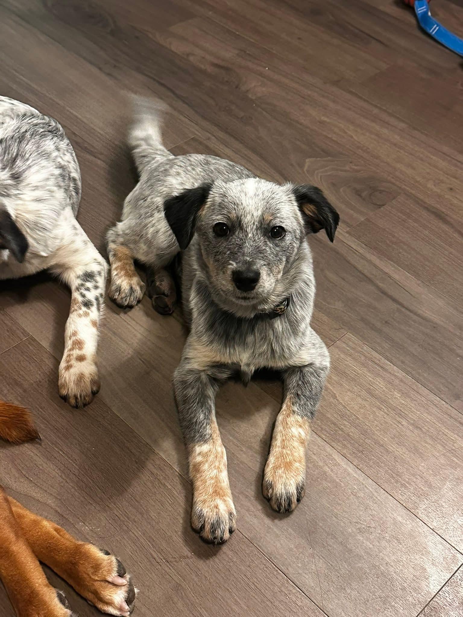 Enlarge Izzy, an adopted Australian Cattle Dog / Blue Heeler in Salamanca, NY image 2/2