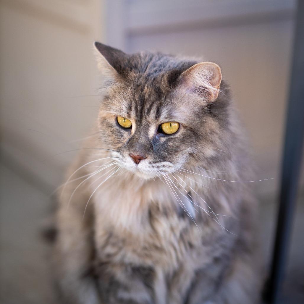 Pearla, Adoptable, Adult Female Domestic Medium Hair.