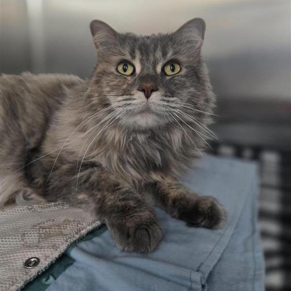 Enlarge Pearla, a Adoptable Domestic Medium Hair in Albuquerque, NM image 2/6
