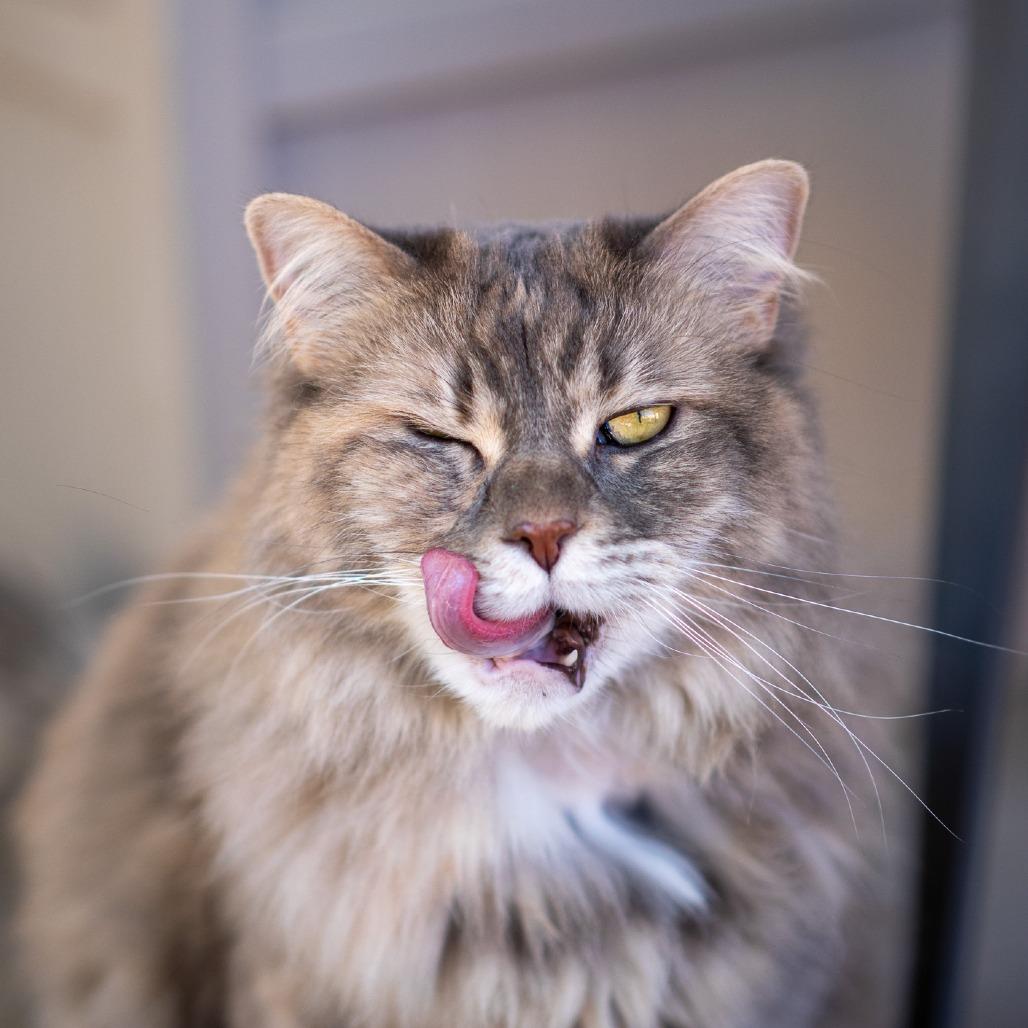 Enlarge Pearla, a Adoptable Domestic Medium Hair in Albuquerque, NM image 3/6