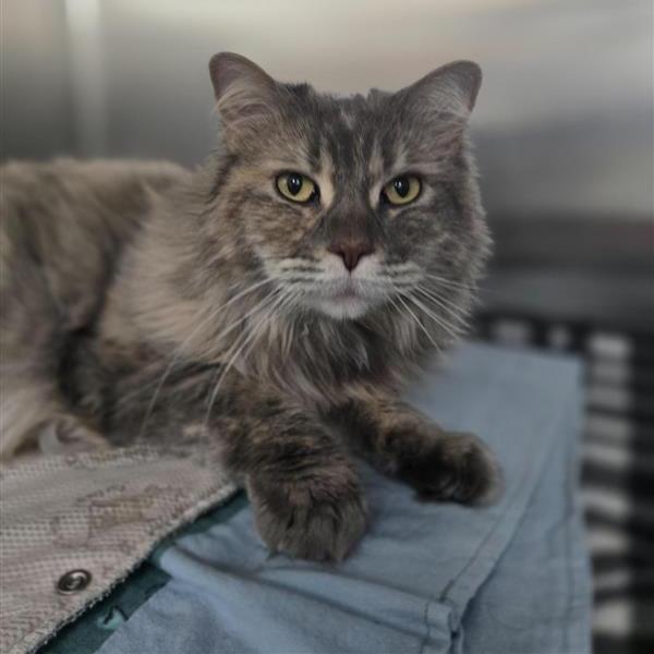Enlarge Pearla, a Adoptable Domestic Medium Hair in Albuquerque, NM image 4/6