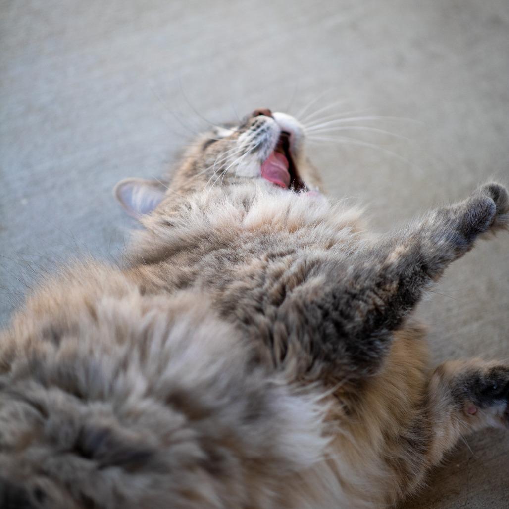Enlarge Pearla, a Adoptable Domestic Medium Hair in Albuquerque, NM image 3/6