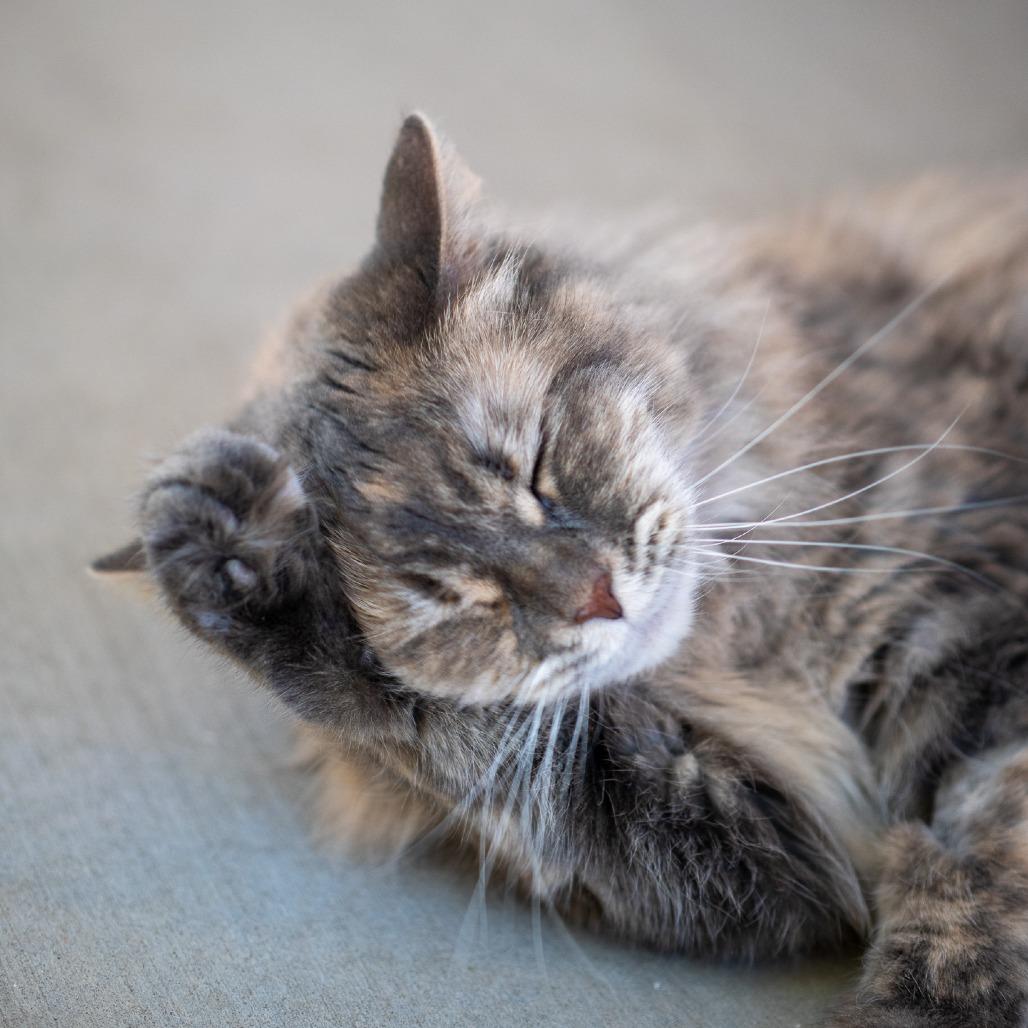 Enlarge Pearla, a Adoptable Domestic Medium Hair in Albuquerque, NM image 4/6