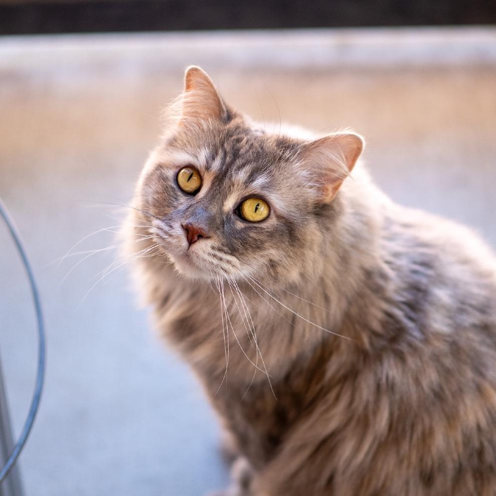 Enlarge Pearla, a Adoptable Domestic Medium Hair in Albuquerque, NM image 5/6