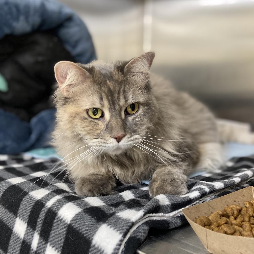 Enlarge Pearla, a Adoptable Domestic Medium Hair in Albuquerque, NM image 6/6