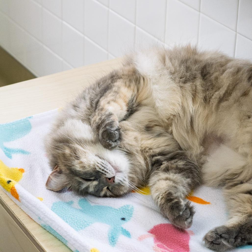 Enlarge Pearla, a Adoptable Domestic Medium Hair in Albuquerque, NM image 6/6