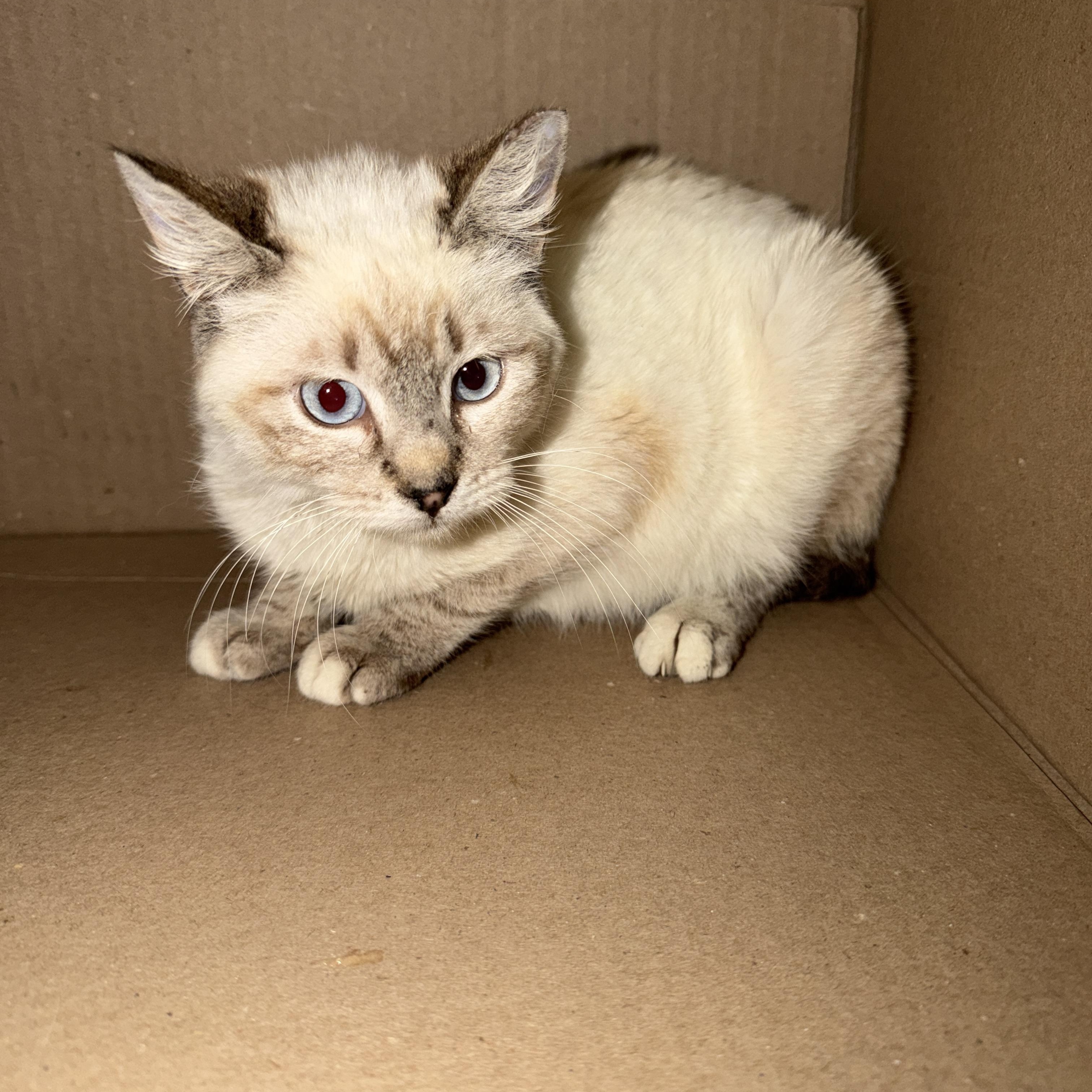 Enlarge Gromit, a ADOPTABLE Domestic Short Hair in Tucson, AZ image 1/1